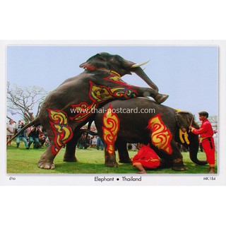 ภาพหน้าปกสินค้าโปสการ์ด ประเทศไทย ช้างไทย ซึ่งคุณอาจชอบราคาและรีวิวของสินค้านี้