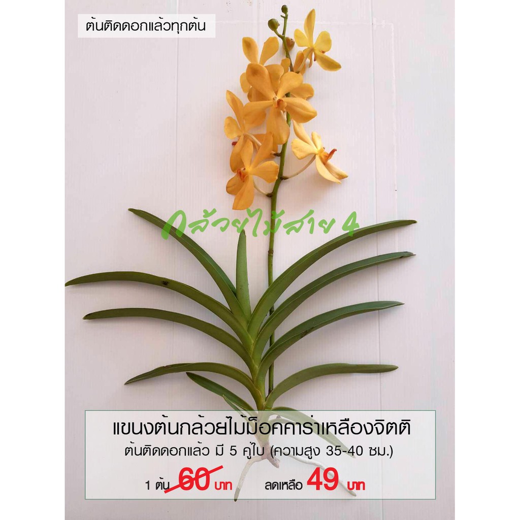 ภาพหน้าปกสินค้าแขนงกล้วยไม้ม็อคคาร่าเหลืองจิตติ สีเหลือง ต้นติดดอก ต้นสูง 35-40 ซม. (Mokara Yellow Jitti Plant) จากร้าน bangkokgreen บน Shopee