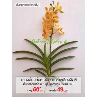 ภาพหน้าปกสินค้าแขนงกล้วยไม้ม็อคคาร่าเหลืองจิตติ สีเหลือง ต้นติดดอก ต้นสูง 35-40 ซม. (Mokara Yellow Jitti Plant) ที่เกี่ยวข้อง