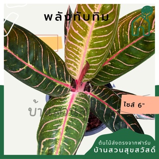 พลังทับทิม กระถาง 5-6 นิ้ว อโกลนีมา ด่างแบบโดดเด่น aglaonema ไม้แรร์