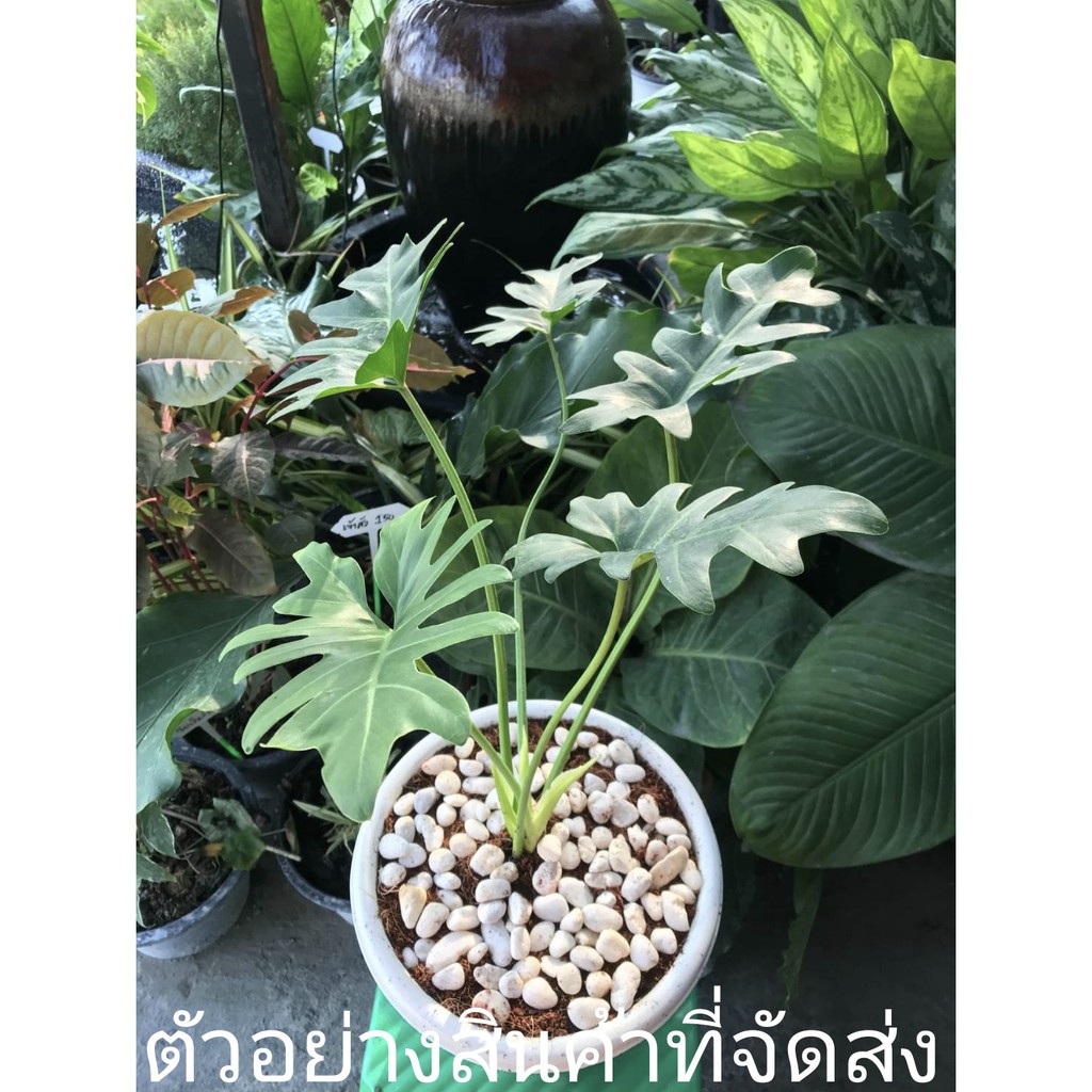 ขาย-ต้นพันธุ์-ซานาดู-ฟิโลเดนดรอน-ฟีโล-philodendron-xanadu-ไม้พารวย