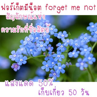 ภาพหน้าปกสินค้า30 เมล็ด ฟอร์เก็ตมีน็อต forget me not เมล็ดดอกไม้ ที่เกี่ยวข้อง