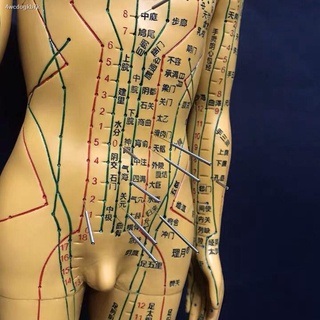 ทันตกรรม◊❡จุดฝังเข็มรุ่นมนุษย์จุดฝังเข็ม Human Body รุ่นสามารถ Needled นุ่มทั้ง Body รุ่น Meridian สำหรับการสอนสูง 50 ซม