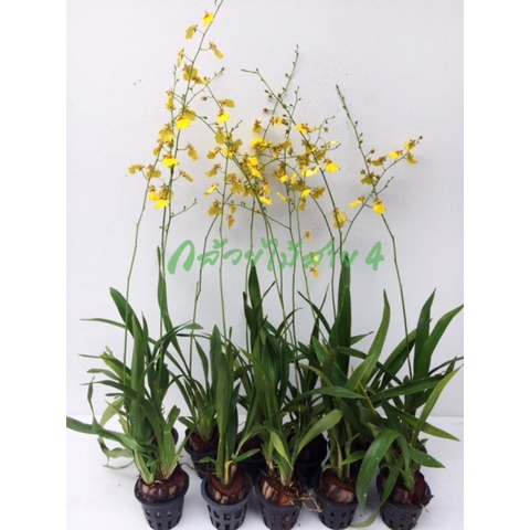 ต้นกล้วยไม้ออนซิเดียม-โกรเวอร์-แรมเซ-สีเหลือง-พร้อมกระถาง-ต้นพร้อมให้ดอก-oncidium-orchid-plant