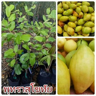 พุทราสุโขทัย พุทราก้นแหลมสุโขทัย ต้นทาบกิ่ง สูง 30-40เซน ต้นละ 249 บาท