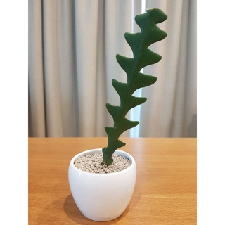ต้น Fishbone Cactus หรือต้นซิกแซก ความยาวในการตัดประมาณ 10-15 cm (ราคาต่อกิ่ง) เลือกตัดให้ที่เป็นใบหยักสวย