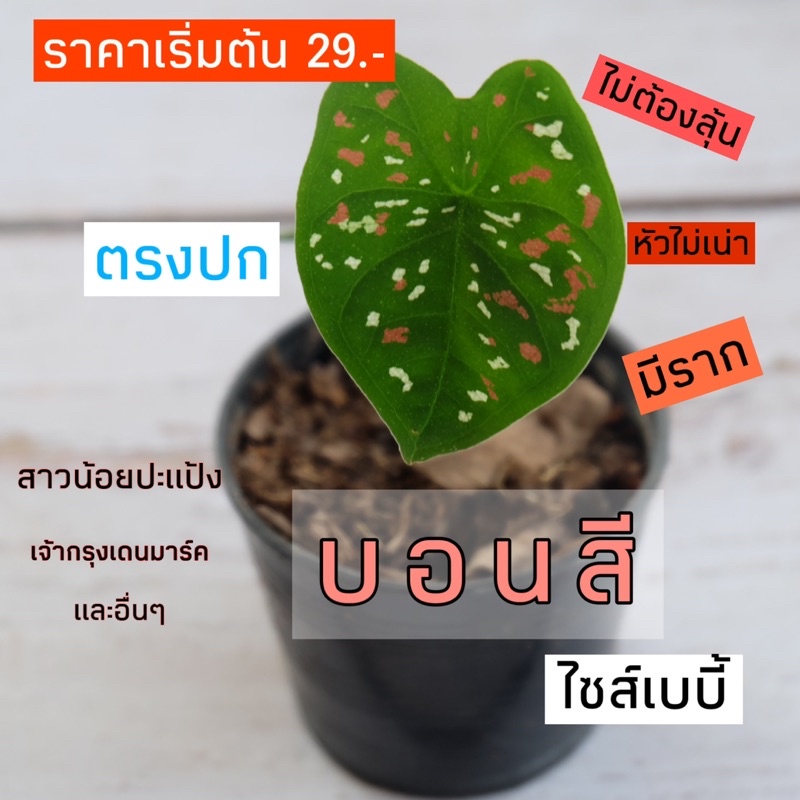 บอนสี-เบบี้-จำหน่าย-เจ้ากรุงเดนมาร์ค-ส่งทั้งกระถาง-กระถาง-2-4นิ้ว