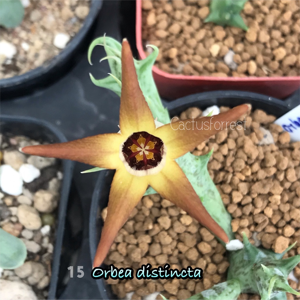 เก๋งจีนเด็ดสด-orbea-distincta