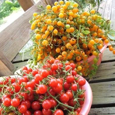 ภาพสินค้าเมล็ดพันธุ์ มะเขือเทศ เคอเร้น เยลโล่ (Current Yellow Tomato Seed) บรรจุ 30 เมล็ด คุณภาพดี ราคาถูก 100% จากร้าน ppshopth บน Shopee ภาพที่ 2