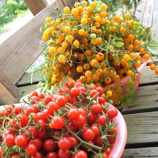 ภาพขนาดย่อของภาพหน้าปกสินค้าเมล็ดพันธุ์ มะเขือเทศ เคอเร้น เยลโล่ (Current Yellow Tomato Seed) บรรจุ 30 เมล็ด คุณภาพดี ราคาถูก 100% จากร้าน ppshopth บน Shopee ภาพที่ 2