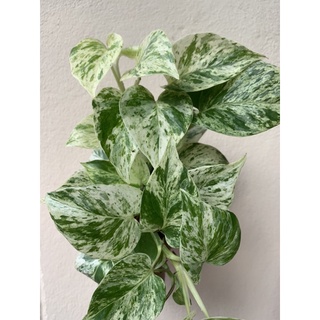 พลูราชินีหินอ่อน (ต้นใหญ่ พร้อมเลื้อย ด่างจัด ) Marble Queen (Epipremnum aureum) กระถาง 4.5 นิ้ว