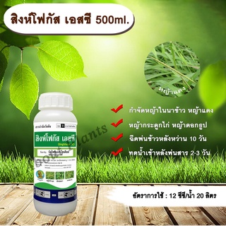 สิงห์โฟกัส เอสซี  500ml.บิสไพริแบกโซเดียม สารกำจัดวัชพืช ในนาข้าว กำจัดหญ้าแดง หญ้ากระดูกไก่ หญ้าดอกธูป allaboutplants