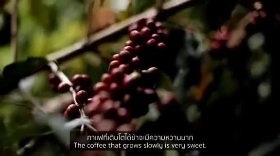 กาแฟคั่วเกรดพรีเมี่ยม-อาราบิก้า100-arabica-1000-กรัม-บรรจุถุงละ-500-กรัม-จากเทพเสด็จ-จ-เชียงใหม่