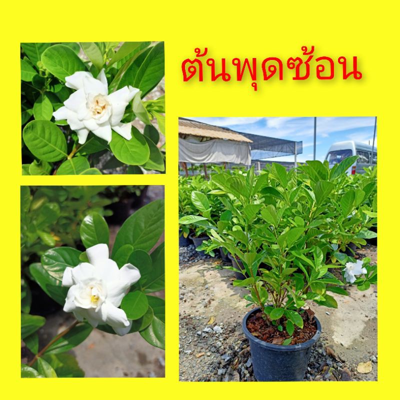 ภาพหน้าปกสินค้าต้นพุดซ้อน ดอกพุด พุดซ้อน กระถาง 11" จากร้าน chom.garden บน Shopee