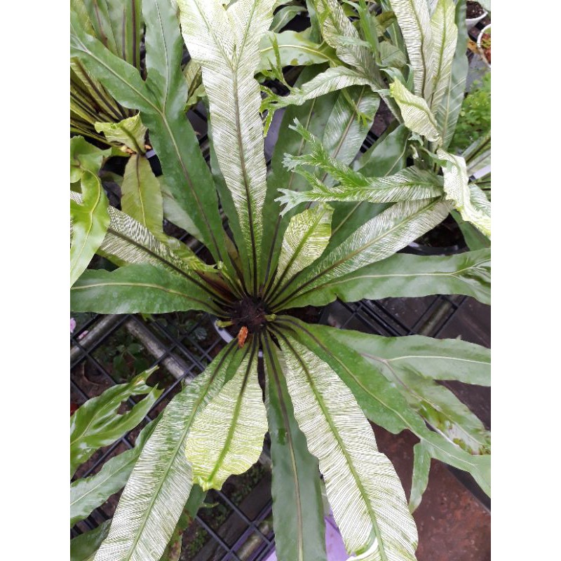 เฟิร์นข้าหลวงด่างญี่ปุ่น-asplenium-antiquum-makino-cv-japan-variegated