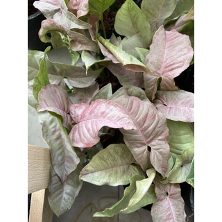 Syngonium Pink Spot ออมชมพูด่าง