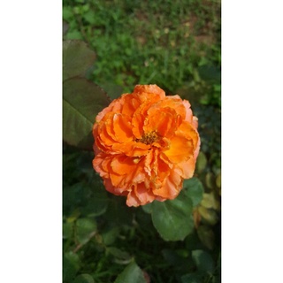กุหลาบสีส้มดอกใหญ่กลิ่นหอมแรง(คาฮาร่า)