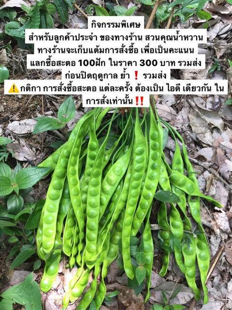 สะตอ-จากพังงา-50ฝัก-ฝักละ7บาท