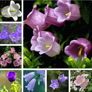 （คุณภาพสูง เมล็ด）（Mix Bellflower seeds）เมล็ดพันธุ์คุณภาพสูง 200 สามารถปลูกได้ทั่วประเทศไทย ปล/ง่าย ปลูก สวนครัว เมล็ด SC