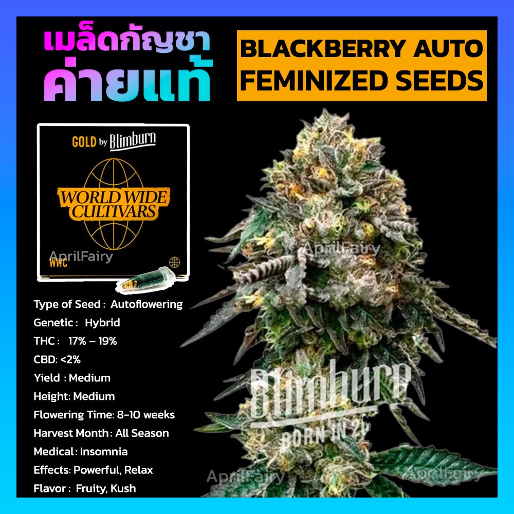 เมล็ดค่าย-blimburn-seeds-feminized-เพศเมีย-ของแท้-100-ตัวแทนค่าย-เมล็ดพันธุ์กัญชา-ออโต้-โฟโต้-แบ่งขาย-ราคา-ต่อ-1เมล็ด