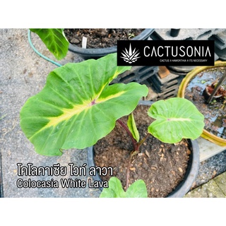 โคโลคาเซีย ไวท์ ลาวา Colocasia White Lava โคโลคาเซีย อโลคาเซีย Colocasia &amp; Alocasia