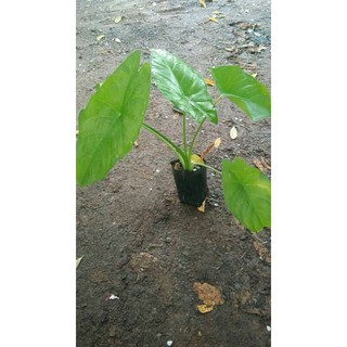 ภาพหน้าปกสินค้าAlocasia acuminata บอนสะสม ที่เกี่ยวข้อง