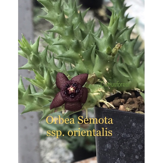 เก๋งจีนเด็ดสด-orbea-semota-ssp-orientalis