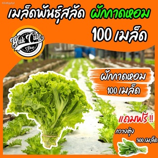 (เเถมกวางตุ้ง) เมล็ดพันธุ์ผักสลัด ผักกาดหอม 100เมล็ด อัตราการงอก95% เมล็ดพันธุ์ ผักสลัด เมล็ดผัก เมล็ดผักสลัด พันธุ์พืช