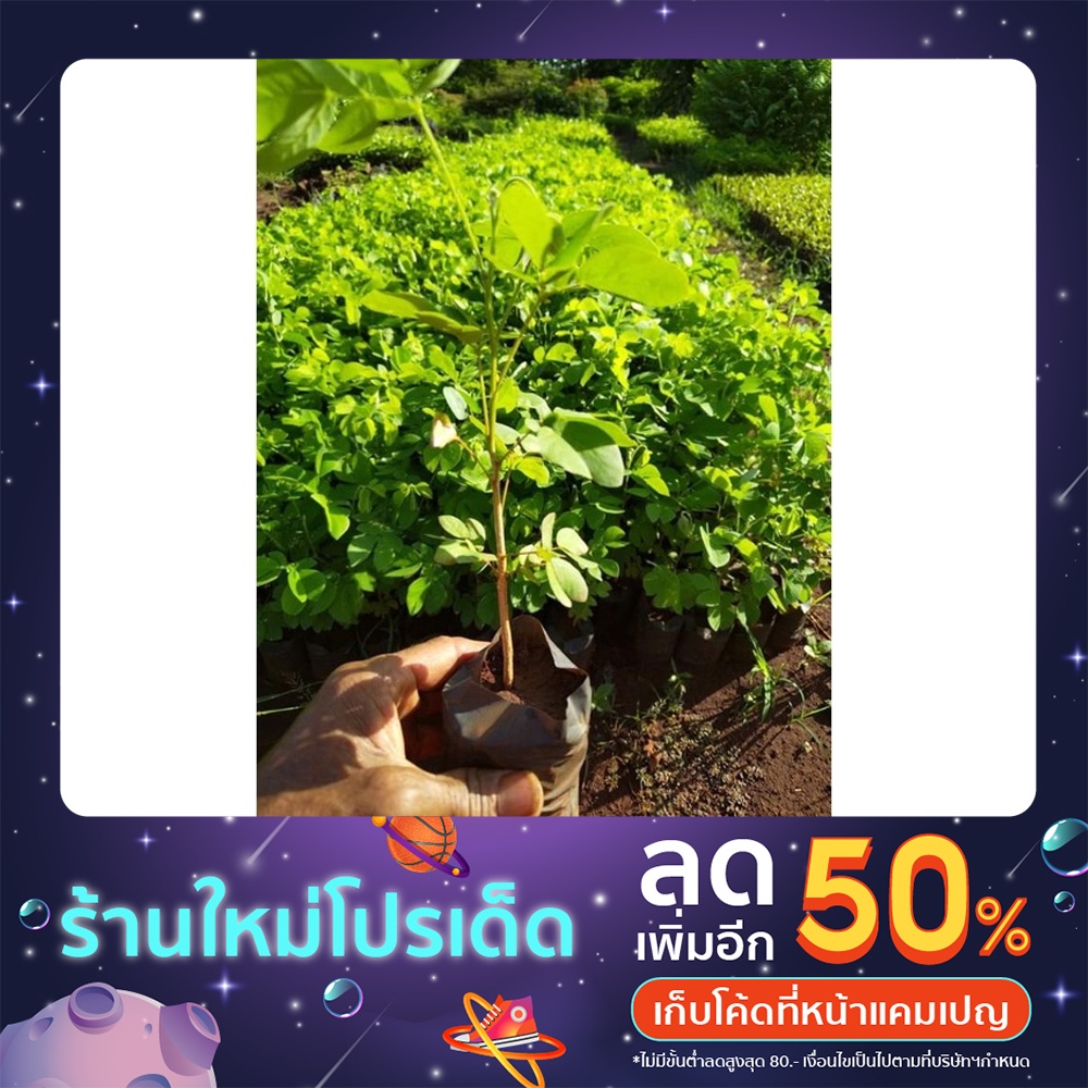 ต้นจามจุรี-ฉำฉา-ก้ามปู