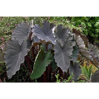 Colocasia black runner(บอนโคโลลันเนอร์)