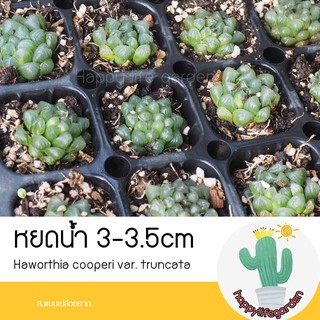 ภาพหน้าปกสินค้าฮาโวเทีย หยดน้ำ แคคตัส Haworthia cooperi var. truncata กระบองเพชร ซึ่งคุณอาจชอบสินค้านี้