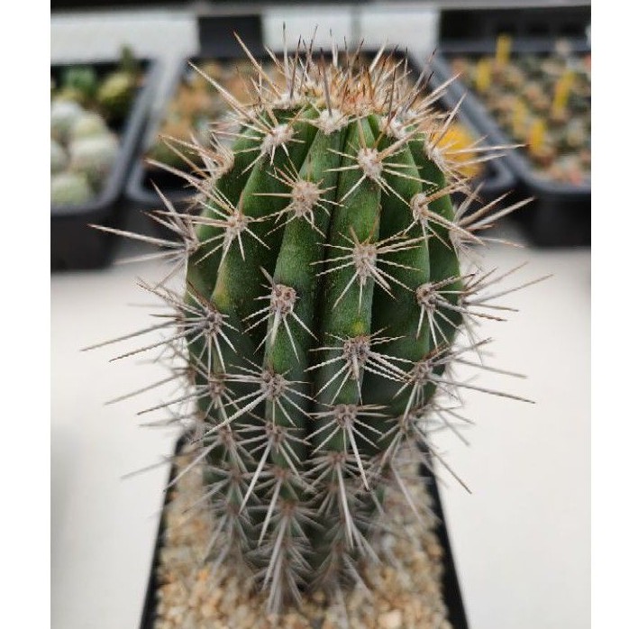 cake-cactus-farm-กระบองเพชร-carnegiea-gigantea-saguaro-ซากัวโร