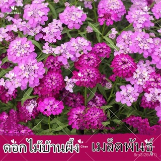 （เมล็ดพันธุ์ ถูก คละ）ดอกไม้บ้านผึ้ง Rocket Candytufts Flower Seed 100 เมล็ดพันธุ์คุณภาพ ต้นไม้ประดับ Plants ต้นดอกไม้ ต้