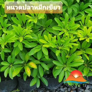 ต้นหนวดปลาหมึกเขียว ต้นหนวดปลาหมึก blackcliffgarden ไม้ประดับ ไม้ใบ ชอบแสงแดด