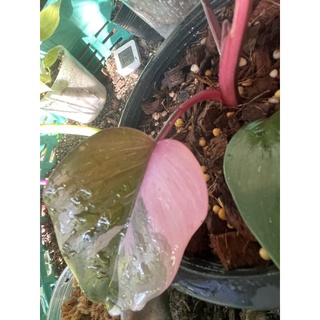 philodendron pink princessสายหวานไม่ควรพลาดเราเลือกต้นมีอนาคตมาแบ่งให้ก่อน