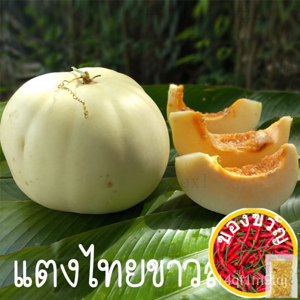 แตงไทยขาวละมัยถูกที่สุด10บ-เมล็ดพันธุ์แตงไทยขาวละมัย-10-เมล็ดงอกง่าย-โตไวหวานอร่อย-สีขาวละมัยผักกาดหอม-เสื้อ-ขึ้นฉ่า