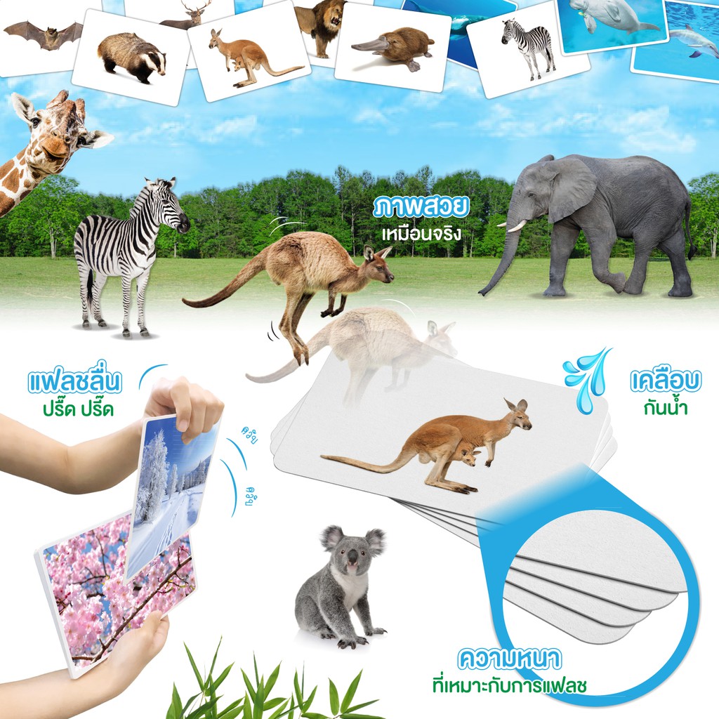 แฟลชการ์ดรวมหมวดสัตว์-ฟรี-ไฟล์เสียง-flashcard-step2-animal-set