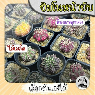 ยิมโนหน้ายับ (เลือกต้นได้) ไม้เมล็ด ลูก Trex/Tluk ( ต้นกระบองเพชร Gymnocalycium )  Set Y🌵ต้นแคคตัส❤️