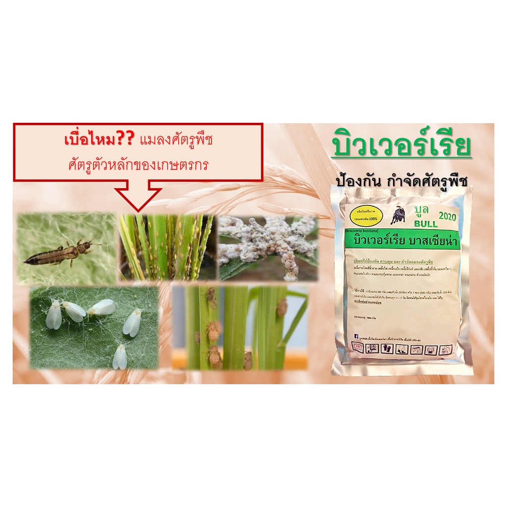 บูลบิวเวอร์เรีย-500g-เชื้อบิวเวอร์เรีย-ชีวภัณฑ์ป้องกัน-กำจัดแมลงศัตรูพืช-เพลี้ยทุกชนิด-ไรแดงไรขาว-แมลงหวี่ขาว