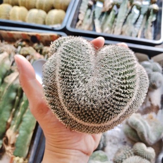 [ถูกสุด] Cactus แมมแม่เฒ่า คริสตาต้า กระบองเพชร แคคตัส