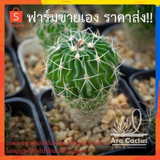 สวนขายเอง! คลื่นสมองเพาะเมล็ด Echinofossulocactus ไซส์กระถาง 2 นิ้ว แคคตัส กระบองเพชร ต้นไม้ประดับ อวบน้ำ  แคนตัส