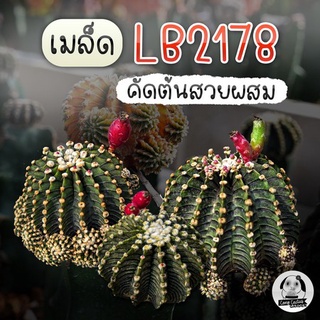 เมล็ด แอลบี LB2178 ตัวแท้ "Gymnocalycium friedrichii lb 2178" 100 เมล็ด🌵เมล็ดแคคตัส🌵