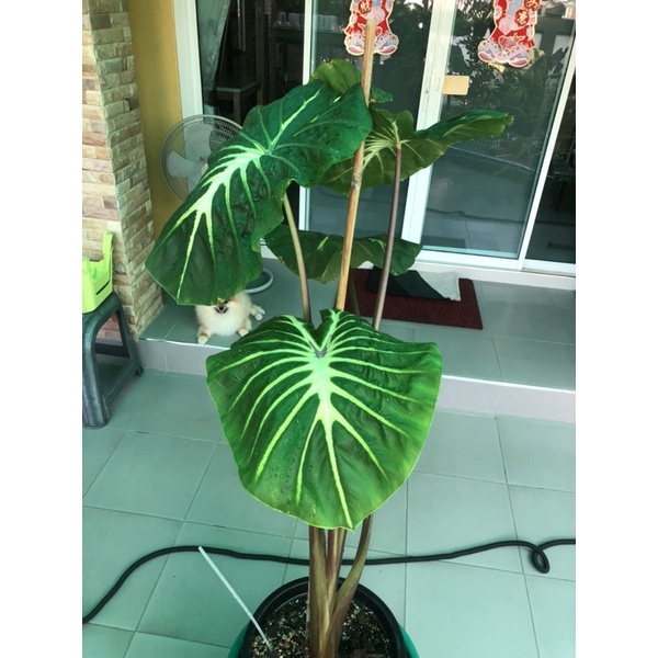 ต้นบอนไวท์ลาวา-ไซส์แม่พันธ์สูง1เมตรมี3ไหลcolocasia-white-lava