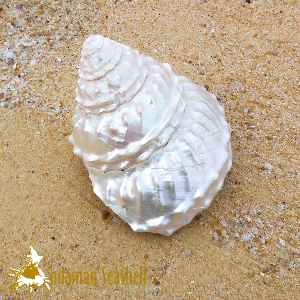 andaman-seashell-เปลือกหอย-เปลือกหอยนมสาวคลื่น-ขัดมุก