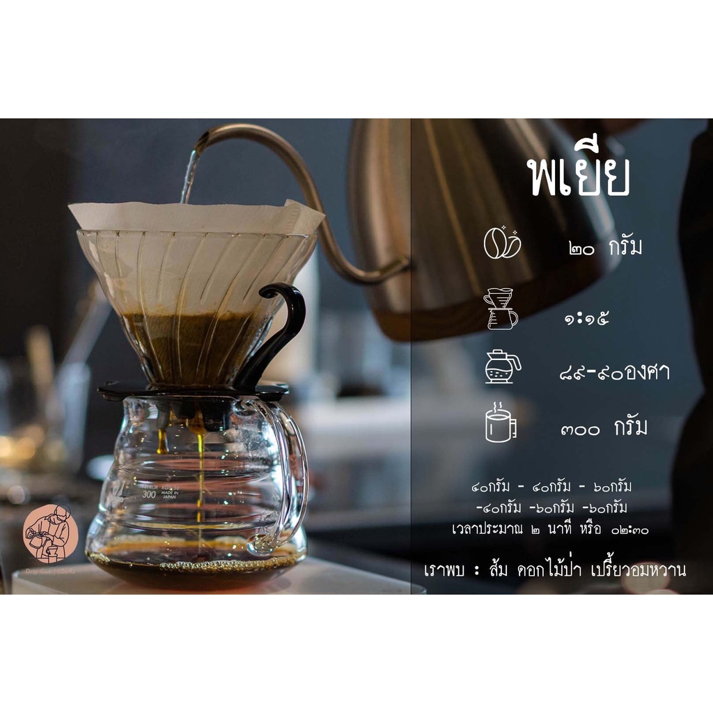 กาแฟคั่วอ่อน-พเยีย-natural-process-light-roast-กาแฟจากไร่ภูผาเอสเตส-บ้านแม่ตอนหลวง-จ-เชียงใหม่