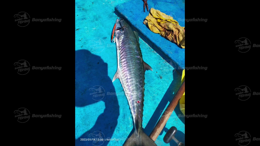 มินนาว-minnow-13cm-13g-ตกชายฝั่ง-เหยื่อแคส-ตกปลาทะเล-แคสอินทรี-กระมง-ชะโด-เก๋า-เหยื่อตกปลา-อุปกรณ์ตกปลา