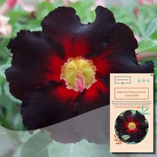 One Petal Black Red Desert Rose Seeds,Adenium Obesum Seeds – Variety#080文胸/上衣/花园/头饰/seeds/园艺/儿童/帽子/母婴/苹果/ GOFN