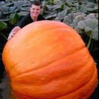 ฟักทองยักษ์ พันธุ์ บิ๊กแม็กซ์ - Big Max Giant Pumpkin(เมล็ดพันธุ์)​