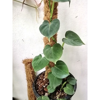 Philodendron Lupinum ฟิโลเดนดรอนลูพินั่ม ไม้แปลงร่าง