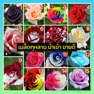 [25เมล็ด] เมล็ดกุหลาบ เมล็ดพันธุ์ เมล็ด กุหลาบ แดง สีรุ้ง สีฟ้า สีชมพู สีดำ สีม่วง สีขาว ลายเสือ ดอกไม้หายาก นำเข้า